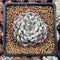 Echeveria 'Cherry Blossom Ending' 2" Succulent Plant