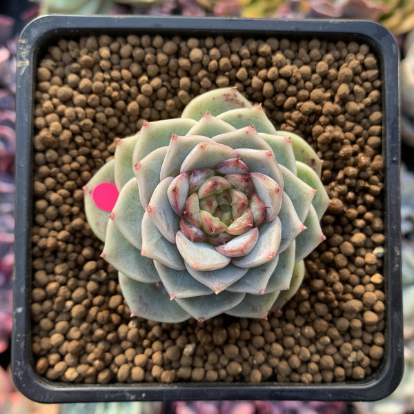 Echeveria 'Red Velvet' 2" Powdery Succulent Plant