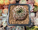 Echeveria 'Amanda' 1" Succulent Plant