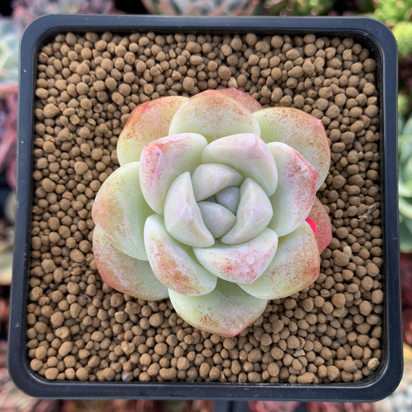 Echeveria 'Icy Green' 1" Powdery Succulent Plant