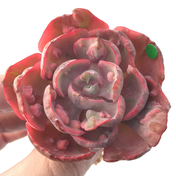 Echeveria 'Beyonce' Hearts Delight Variegated 3" Rare Succulent Plant