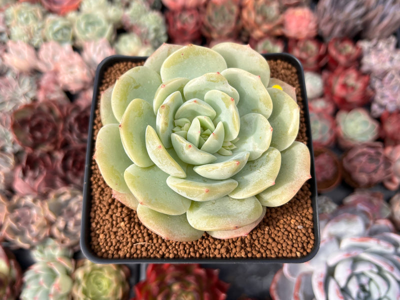 Echeveria sp. 2"-3" Succulent Plant