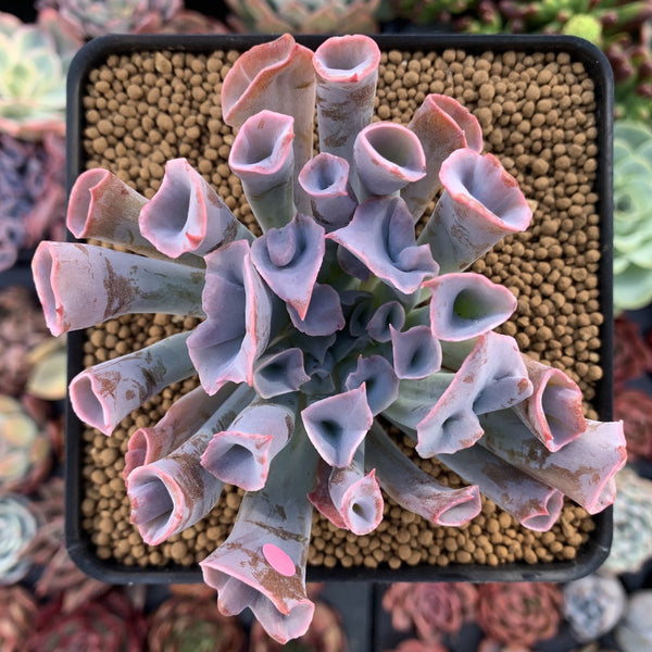 Echeveria 'Trumpet Pinky' 4" Succulent Plant