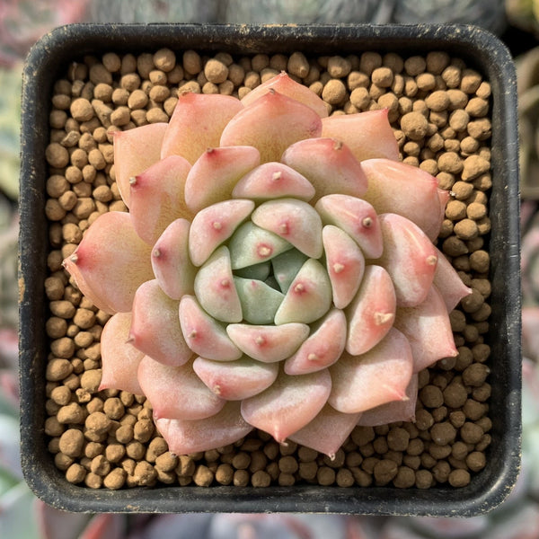 Echeveria 'Tippy' 1" Succulent Plant