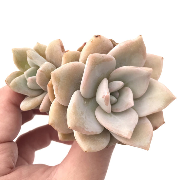 Echeveria 'Missing You' Cluster 2"-3” Rare Succulent Plant