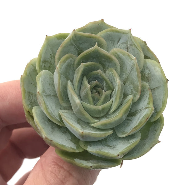 Echeveria 'White Bell' New Hybrid 2" Succulent Plant