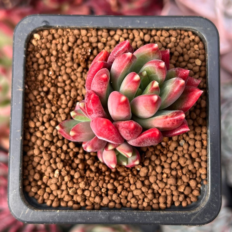 Pachyphytum 'Cherry' 1" Succulent Plant