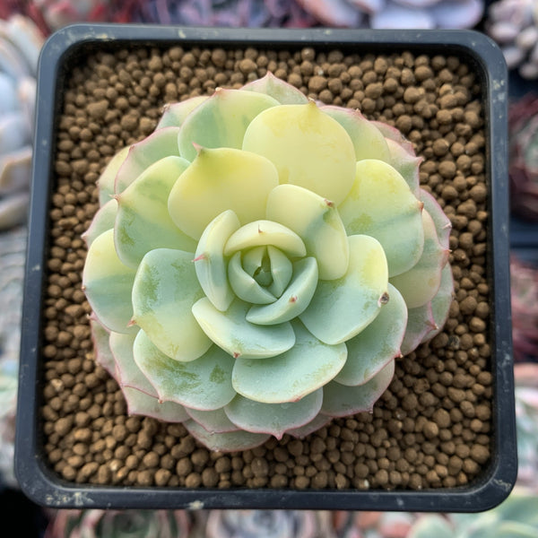 Echeveria 'Bluette' Variegated 2" Succulent Plant