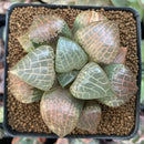 Haworthia Comptoniana 'Crystal' 3"-4" Succulent Plant