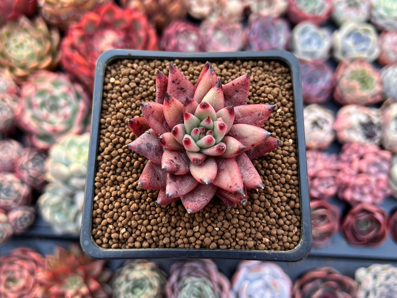 Echeveria Agavoides 'Sirius' 1" Small Succulent Plant