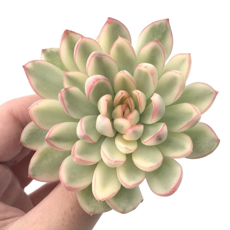 Echeveria 'Mebina' Variegated Large 3"-4" Succulent Plant