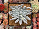 Dudleya sp. Double Head 3" Powdery Succulent Plant