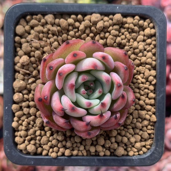 Echeveria sp. 1" Succulent Plant