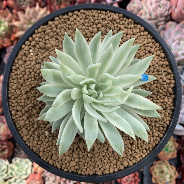 Graptoveria 'Fanfare' Variegated 4" Succulent Plant