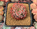 Echeveria Agavoides 'Forte' 2" Succulent Plant