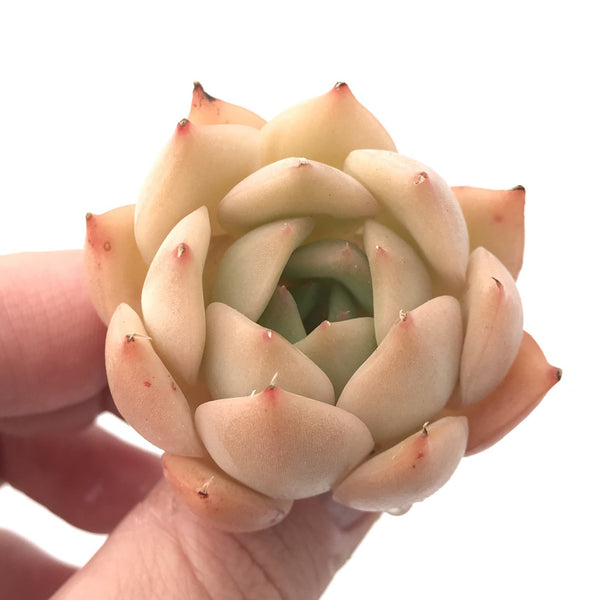 Echeveria ‘Regina Ballard’ 1” Rare Succulent Plant