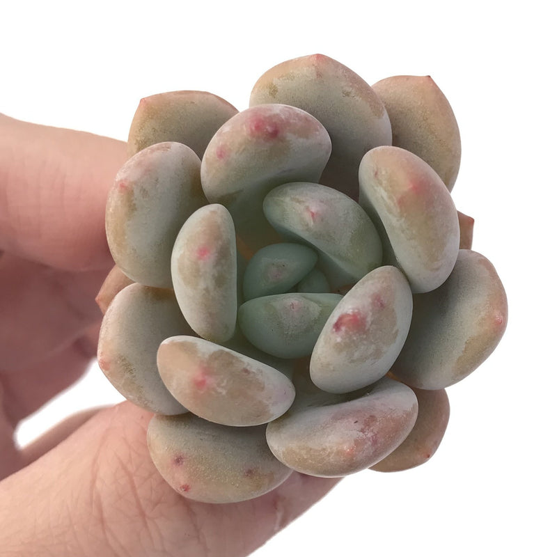 Echeveria 'Monroe Queen' 2" Powdery Succulent Plant