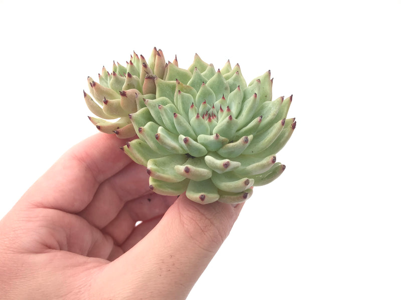 Echeveria 'Zaragosa' Cluster 3" Succulent Plant