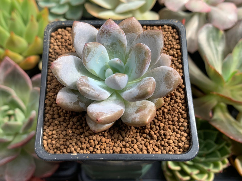 Pachyphytum cv 'Frevel' Hybrid 2" Succulent Plant