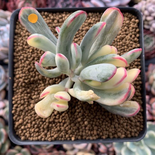 Cotyledon 'Orbiculata' Variegated 4" Succulent Plant