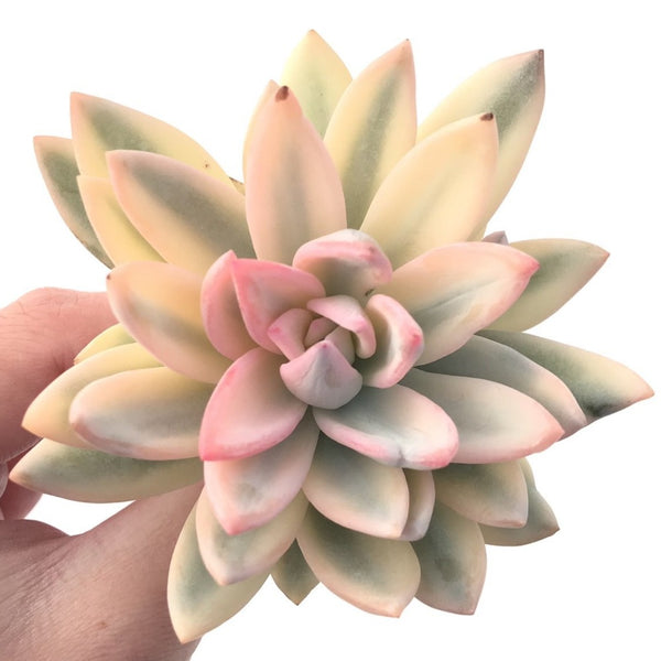 Pachyveria 'Simonoasa' Highly Variegated 3"-4" Succulent Plant