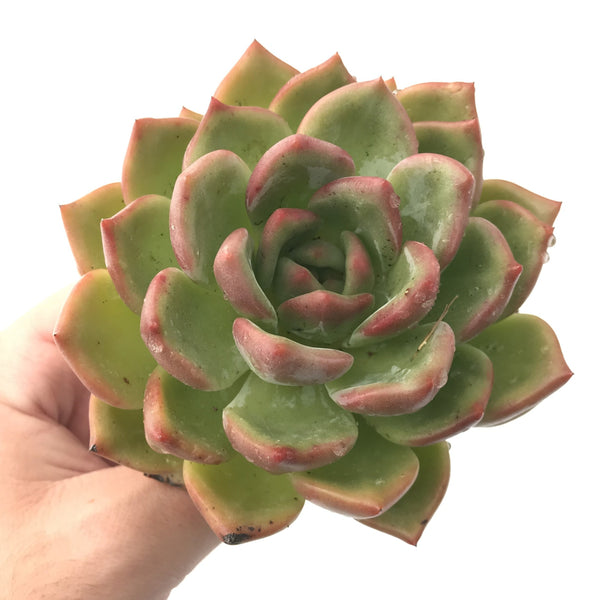 Echeveria 'Orange Champaign' 4"-5" Succulent Plant