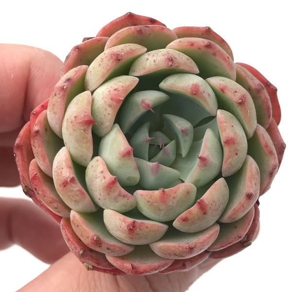 Echeveria 'Lara' 2” Rare Succulent Plant