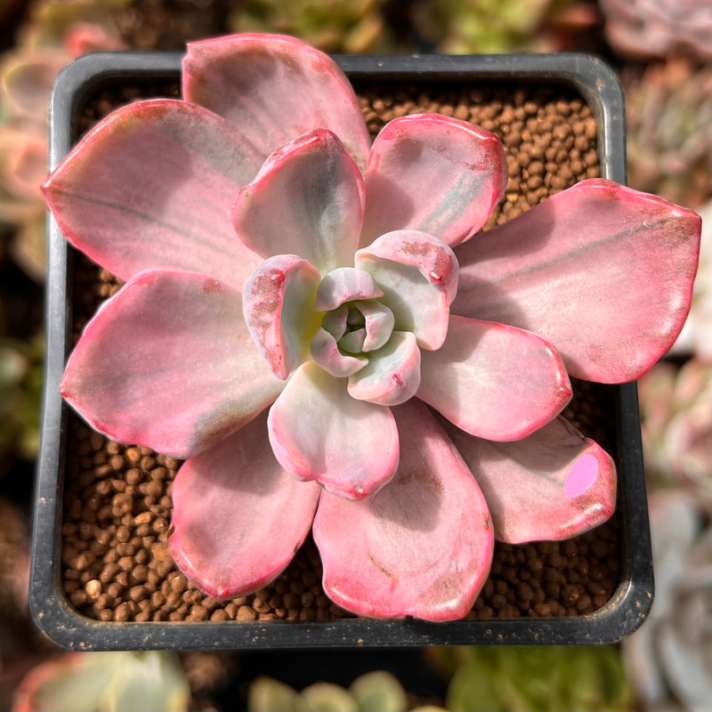 Graptoveria 'Mrs. Richards' Variegated 2" Succulent Plant