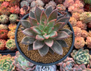 Echeveria 'Tremolo' 5" Large Succulent Plant