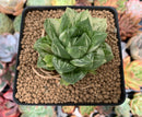 Haworthia Variegated 3" Succulent Plant