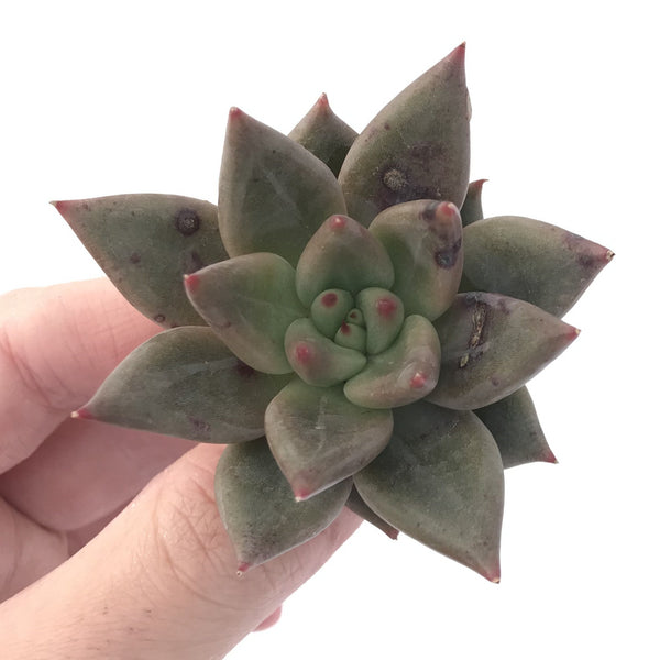 Echeveria Agavoides 'Planetary Stars' 1" Succulent Plant