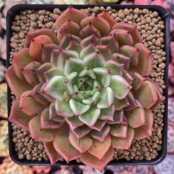 Echeveria Agavoides 'Black tip' 3"-4" Succulent Plant