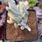 Cotyledon 'Orbiculata' Variegated 2" Succulent Plant