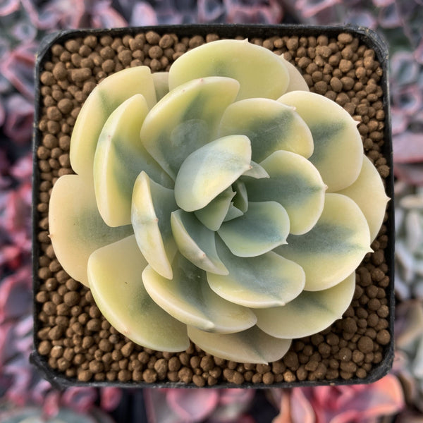 Echeveria Runyonii Variegated (Aka Echeveria 'Akaihosi' Variegated) 2" Succulent Plant