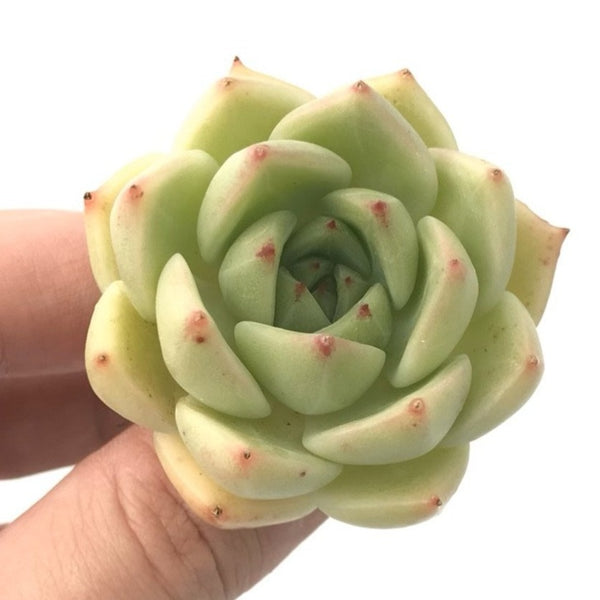 Echeveria 'Evening Moon' 1"-2" Succulent Plant