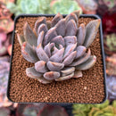 Echeveria 'Affinis Grey' 2" Succulent Plant