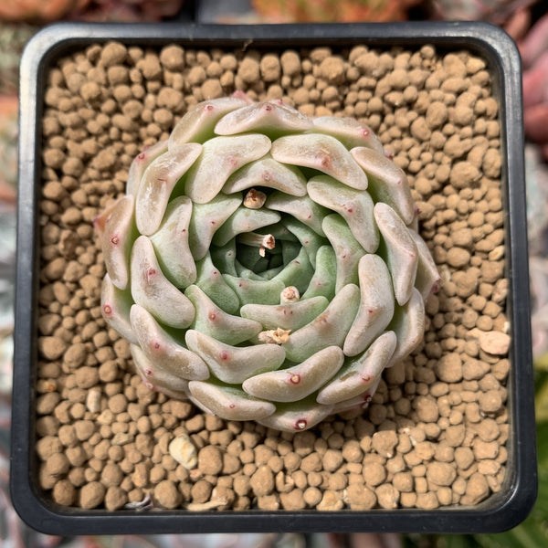 Echeveria 'Amanda' 2" Succulent Plant