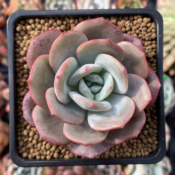 Echeveria 'Soulmint' 2" Powdery Succulent Plant