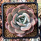 Echeveria 'Soulmint' 2" Powdery Succulent Plant