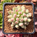 Pachyphytum 'Yeonji' 2" Succulent Plant