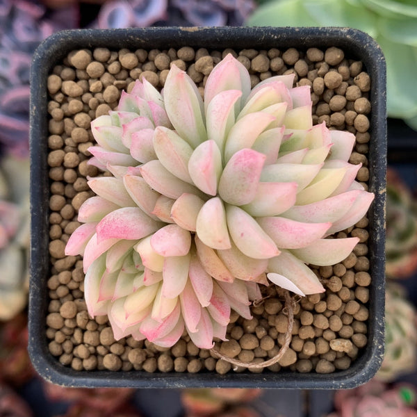 Echeveria 'Mebina' Variegated 1" Small Succulent Plant