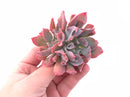 Echeveria Trumpet Pinky Double-Headed Cluster 3” Rare Succulent Plant