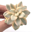 Graptoveria 'Titutbans' Variegated 1" Succulent Plant