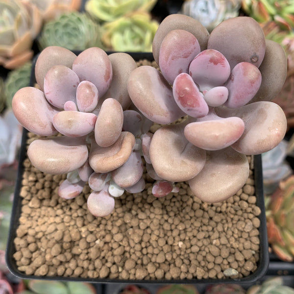 Graptopetalum 'Amethystinum’ 3” Cluster Succulent Plant