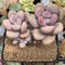 Graptopetalum 'Amethystinum’ 3” Cluster Succulent Plant