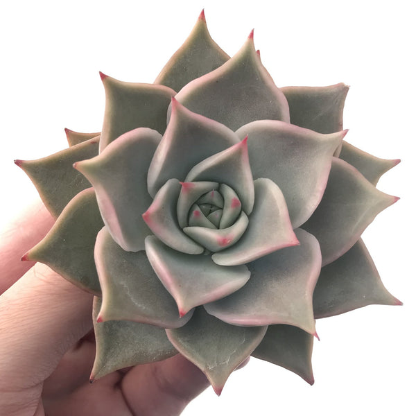 Echeveria 'Madiba' 3" Succulent Plant