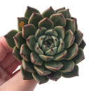 Echeveria Agavoides 'Ebony' x 'Zaragoza' Hybrid 3" Succulent Plant