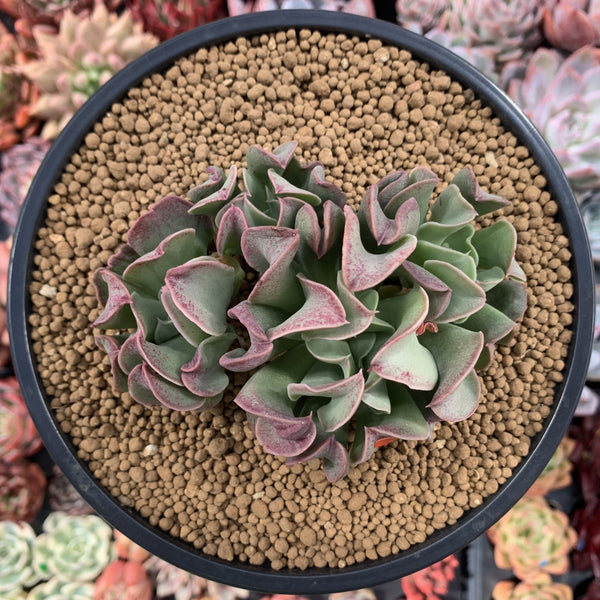 Echeveria 'Black Hawk' 4" Cluster Succulent Plant