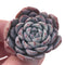 Echeveria 'Raffine' 1" Small Succulent Plant