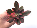 Echeveria 'Hanaikada' Variegated 3" Succulent Plant